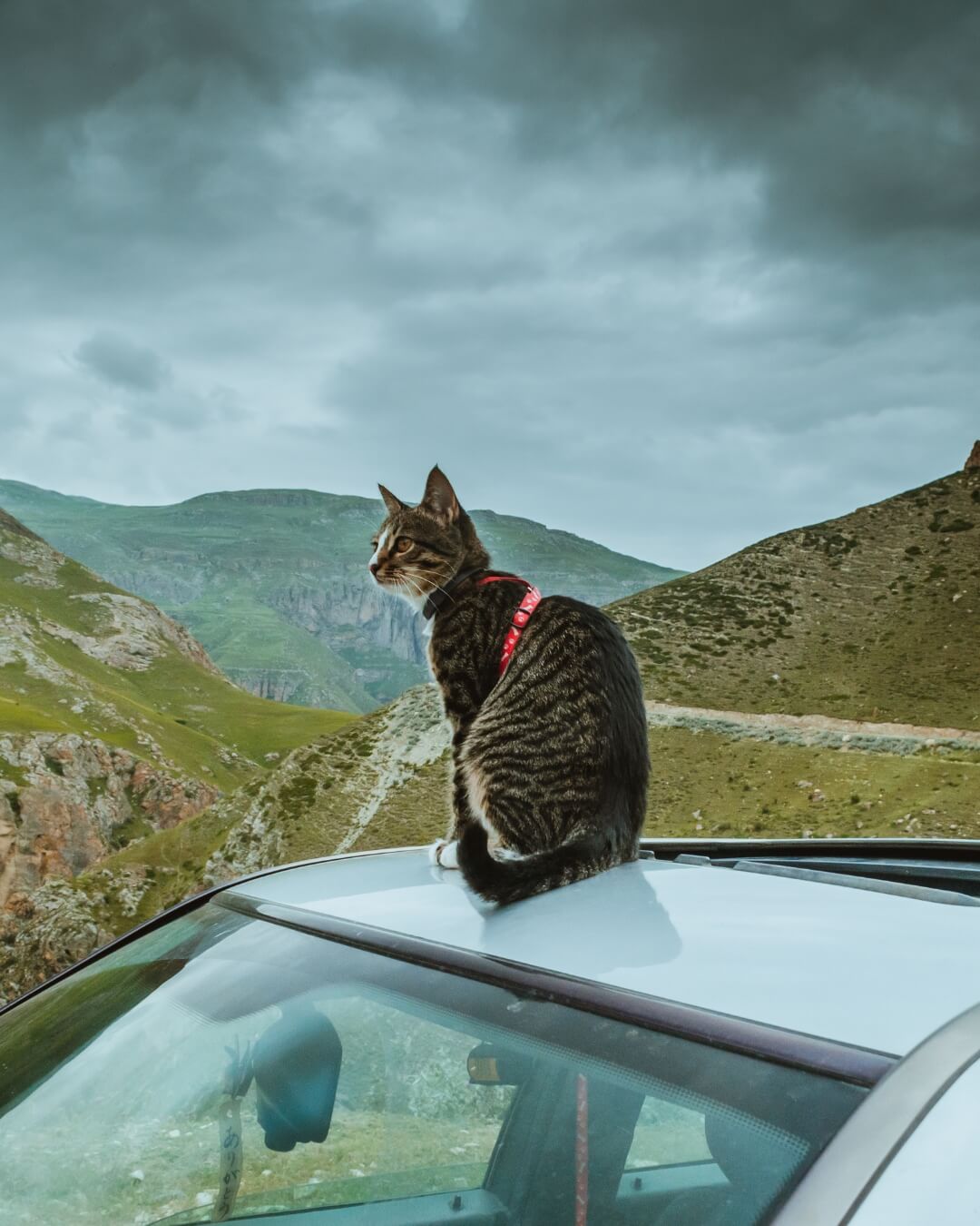 A cat sitting on the roof of a parked car by a hillside