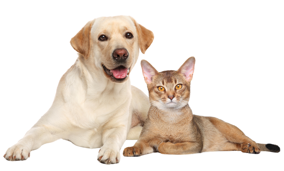 A dog and a cat peacefully sitting side by side