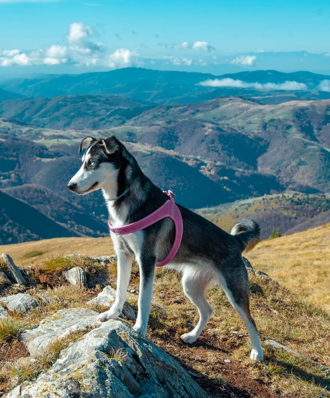 A dog confidently stands atop a rock