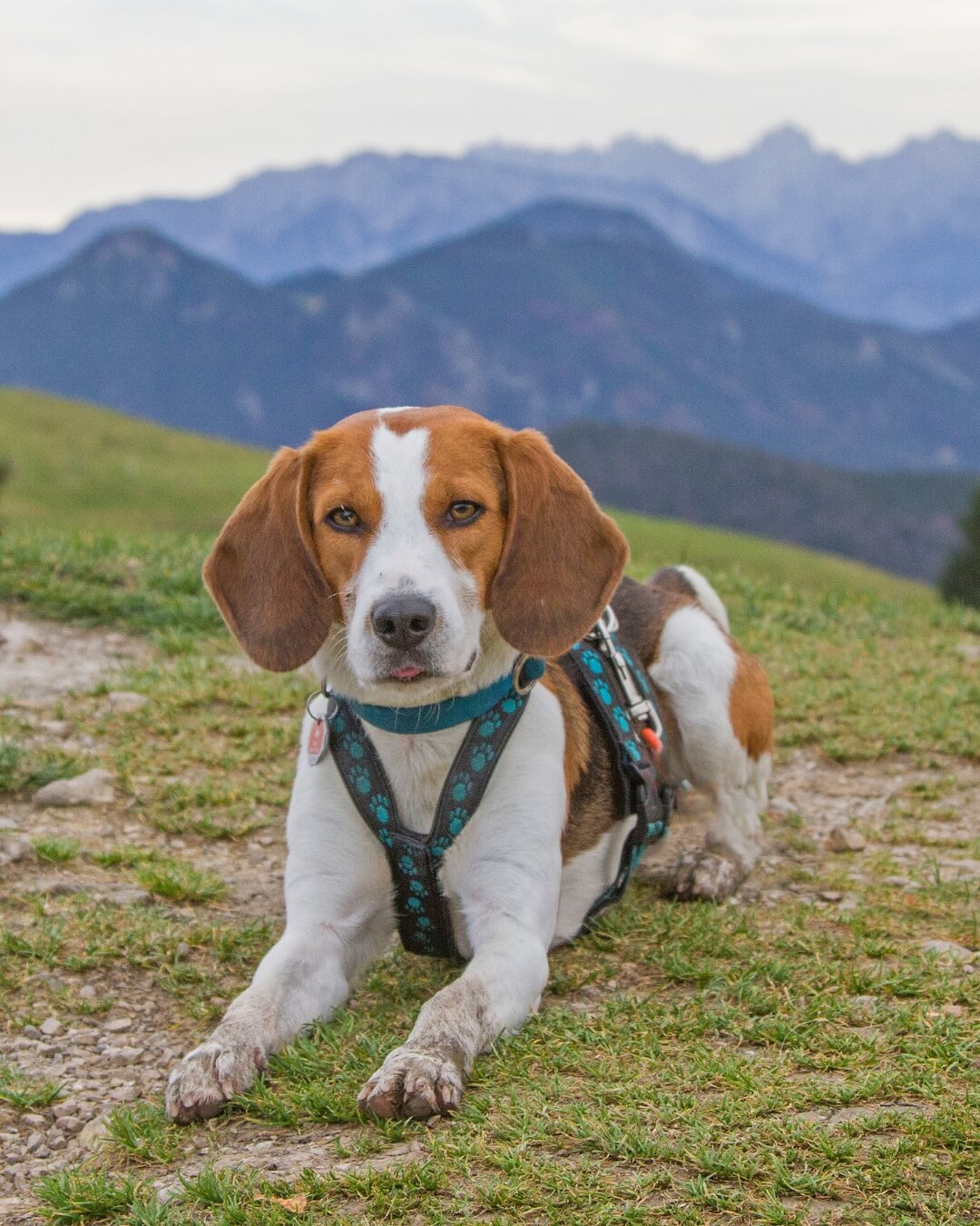 A dog sits peacefully on a grassy hill