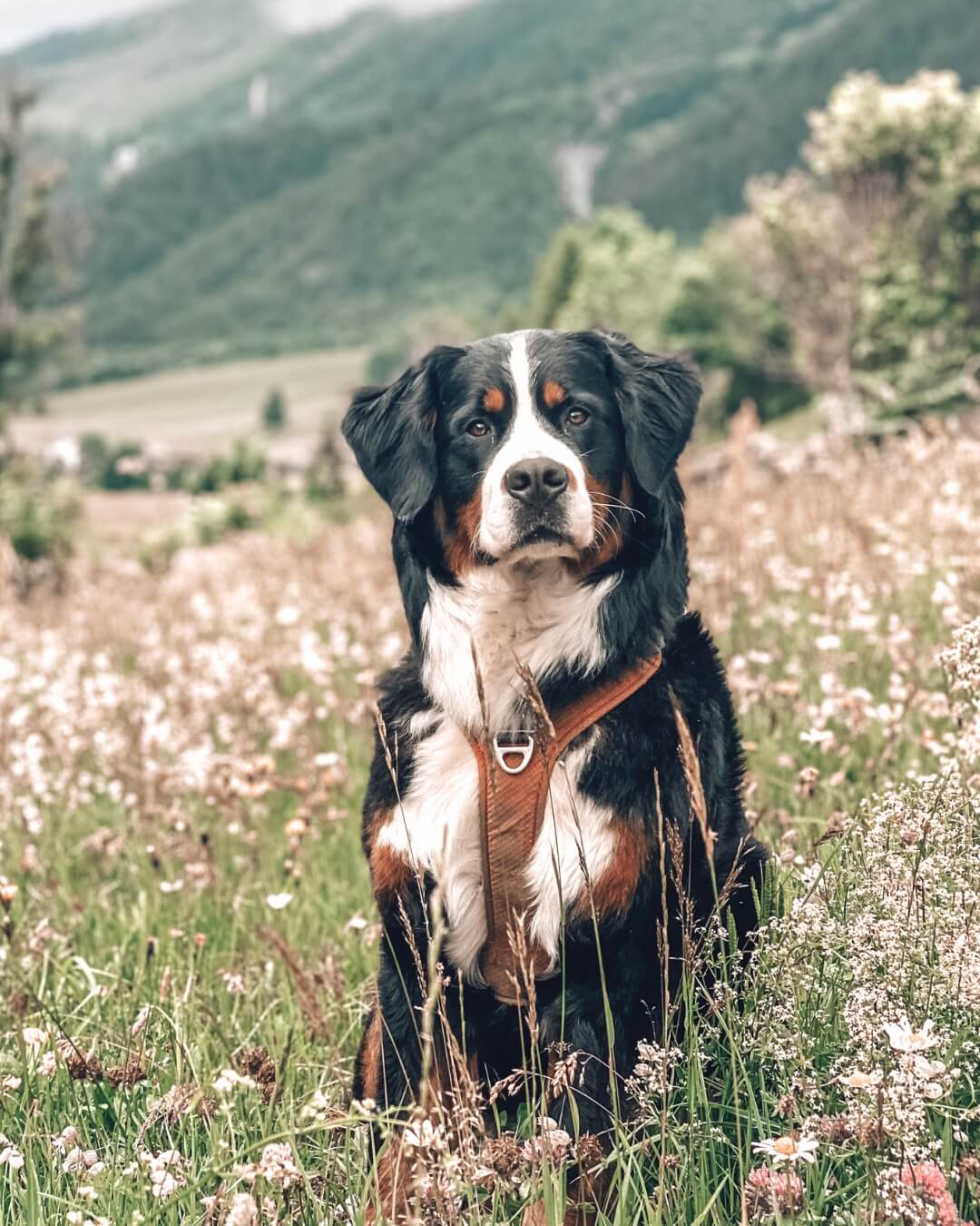 A dog sitting peacefully among vibrant flowers in a sunny field