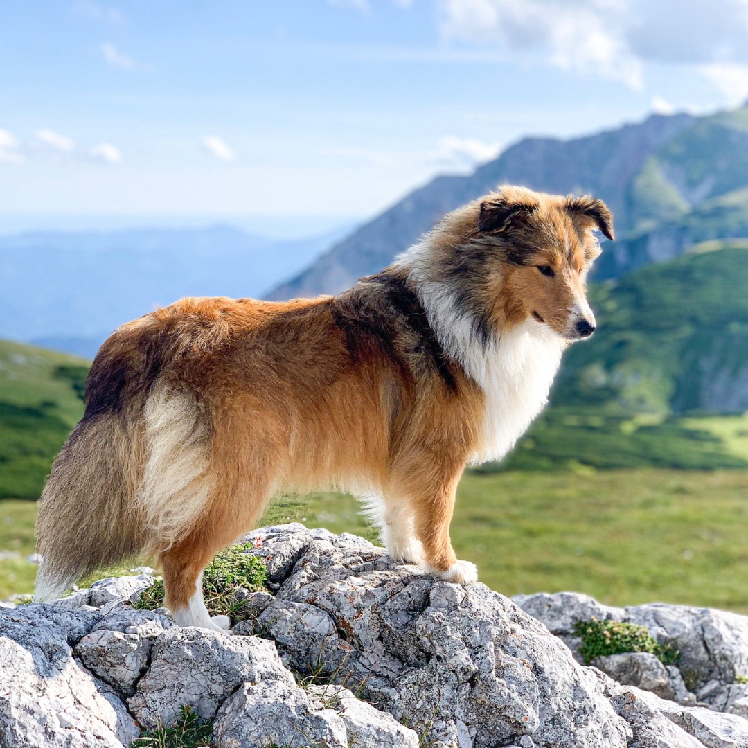 A dog stands proudly on a rock