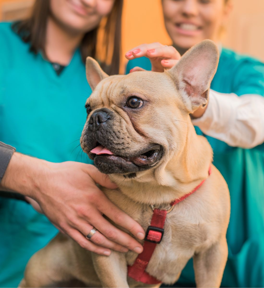 French Bulldog on the visit to the vet