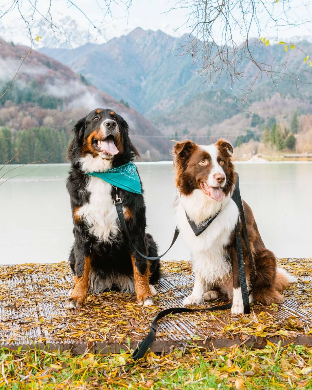 Two dogs sitting peacefully on a wooden dock