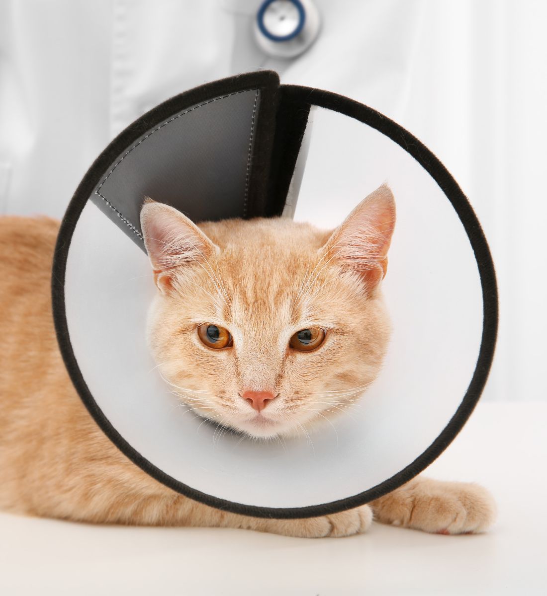 cat wearing a cone around its head