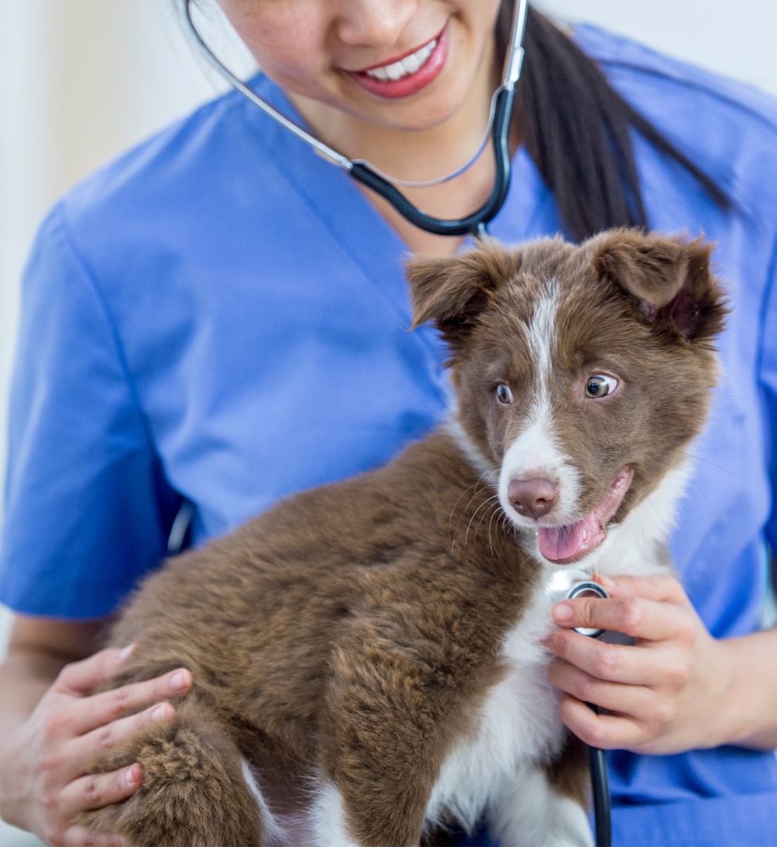 smiling dog with vet