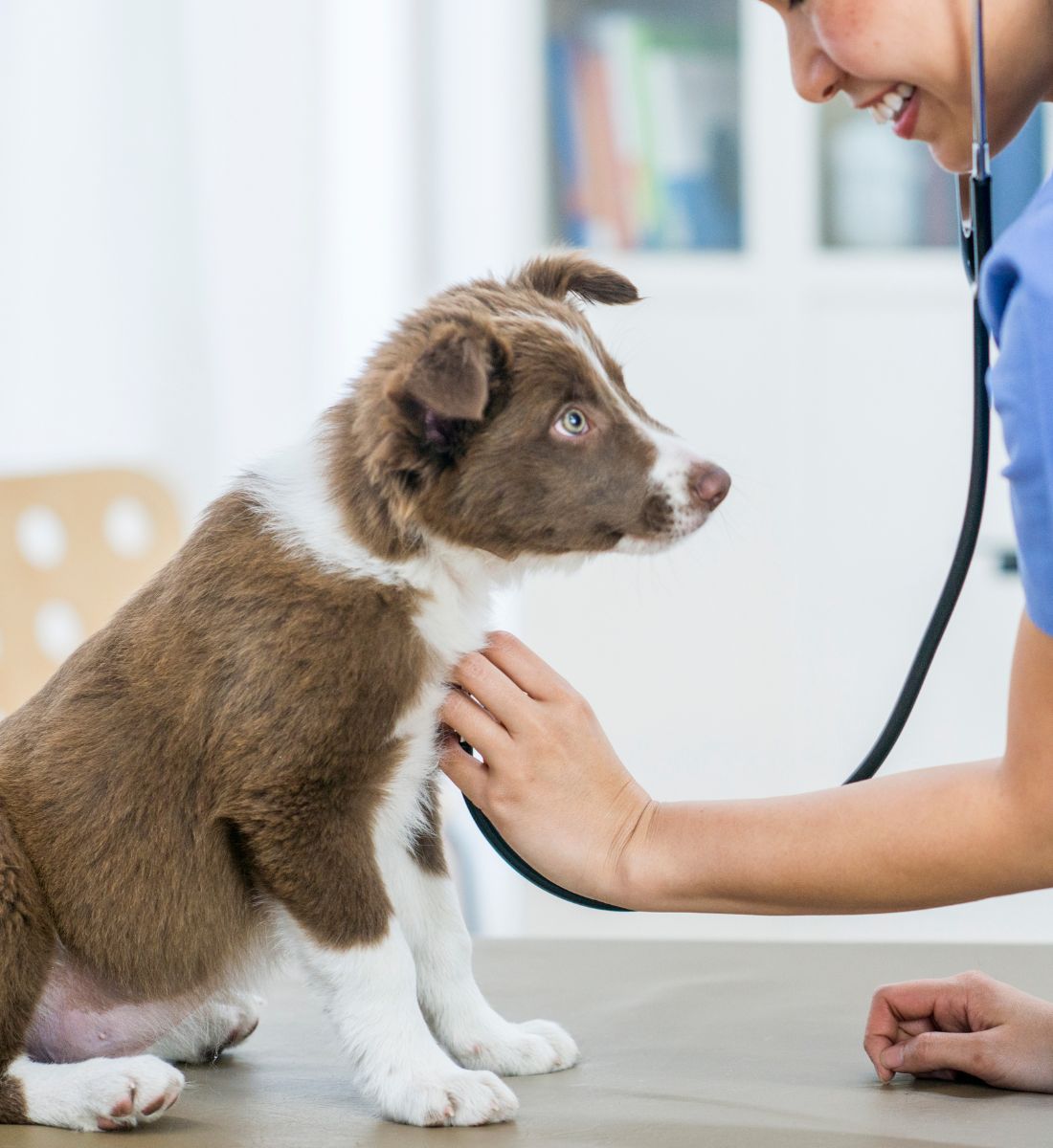 vet closely examines a dog vet closely examines a dog