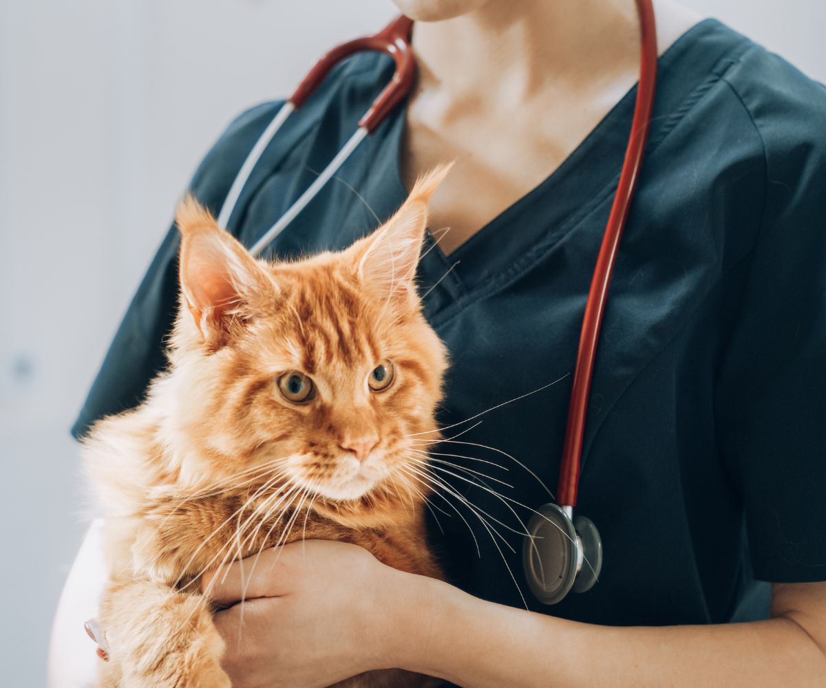 vet gently holds a cat