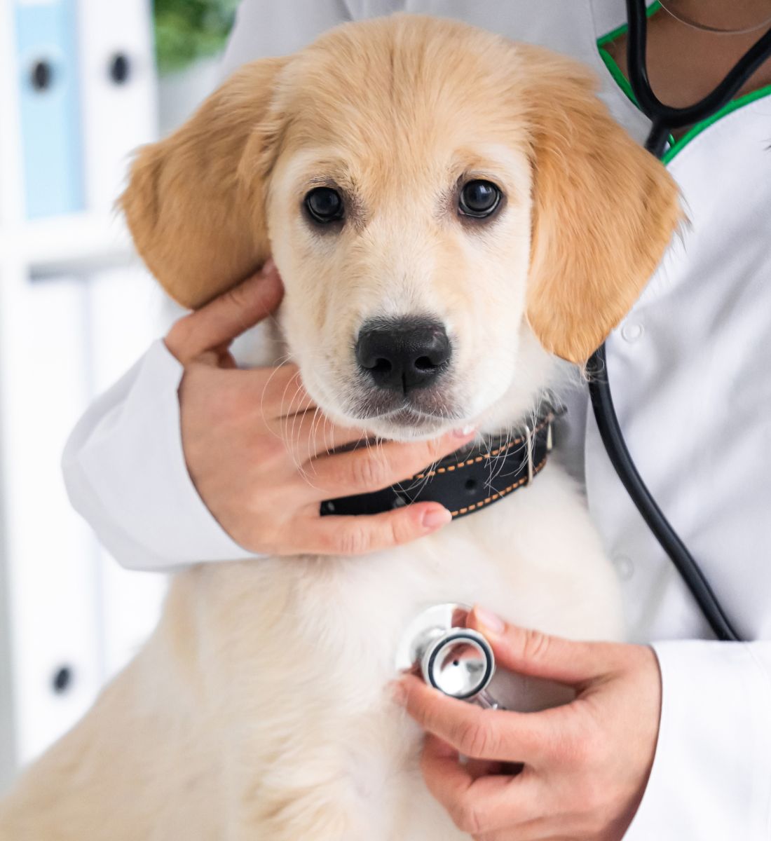 veterinarian examines a dog