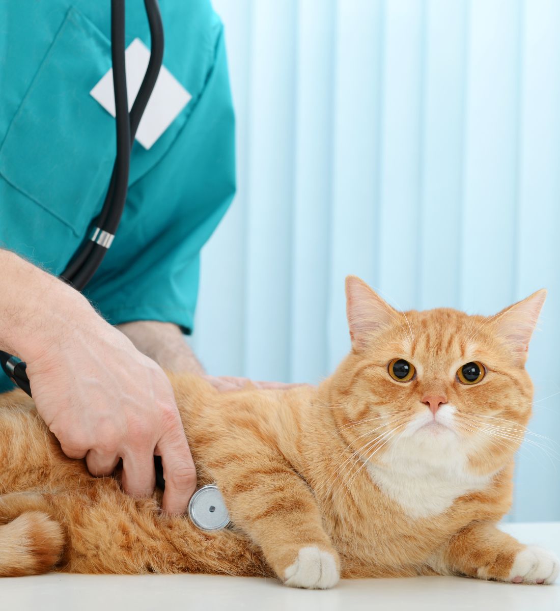 cat is being carefully examined by a vet