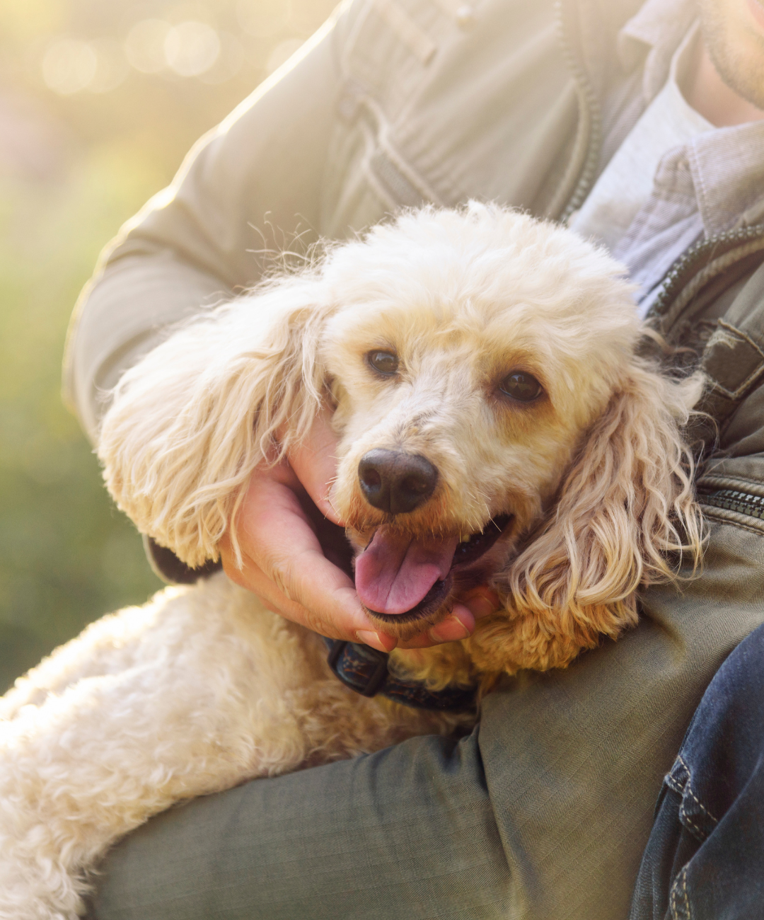 happy dog sitting in a persons lap