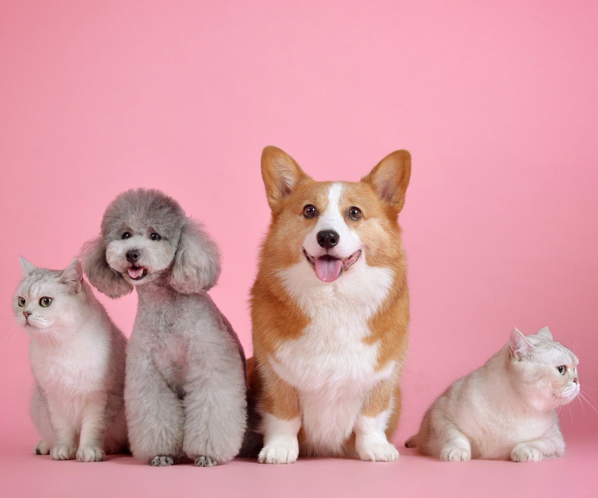 playful group of dogs and cats gathered together