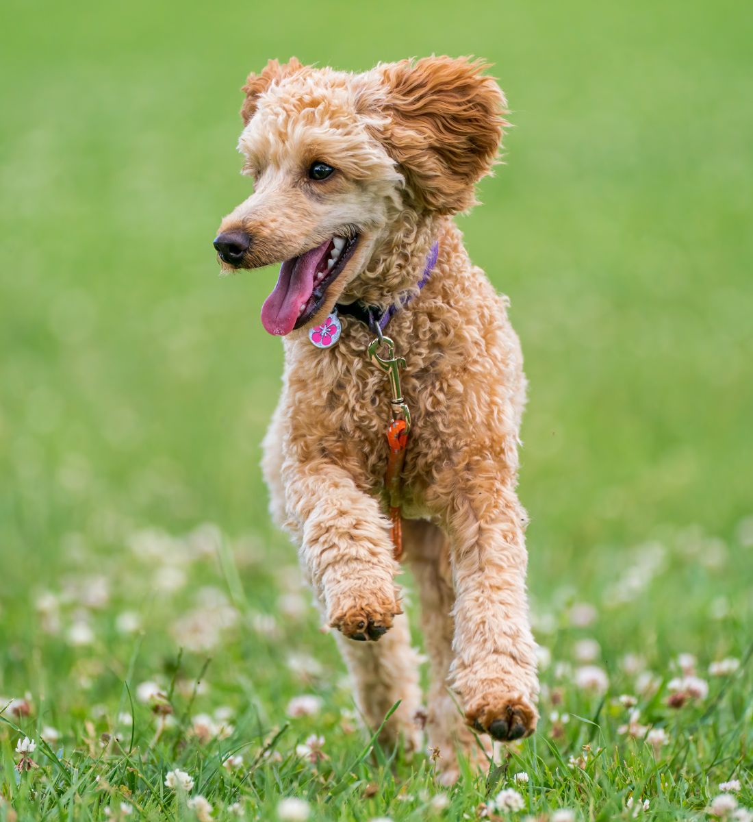 poodle joyfully runs