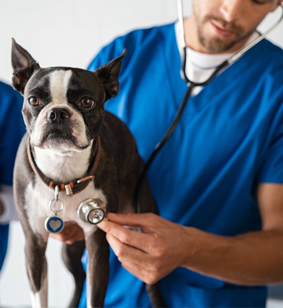 veterinarian examining a Boston Terrier dog