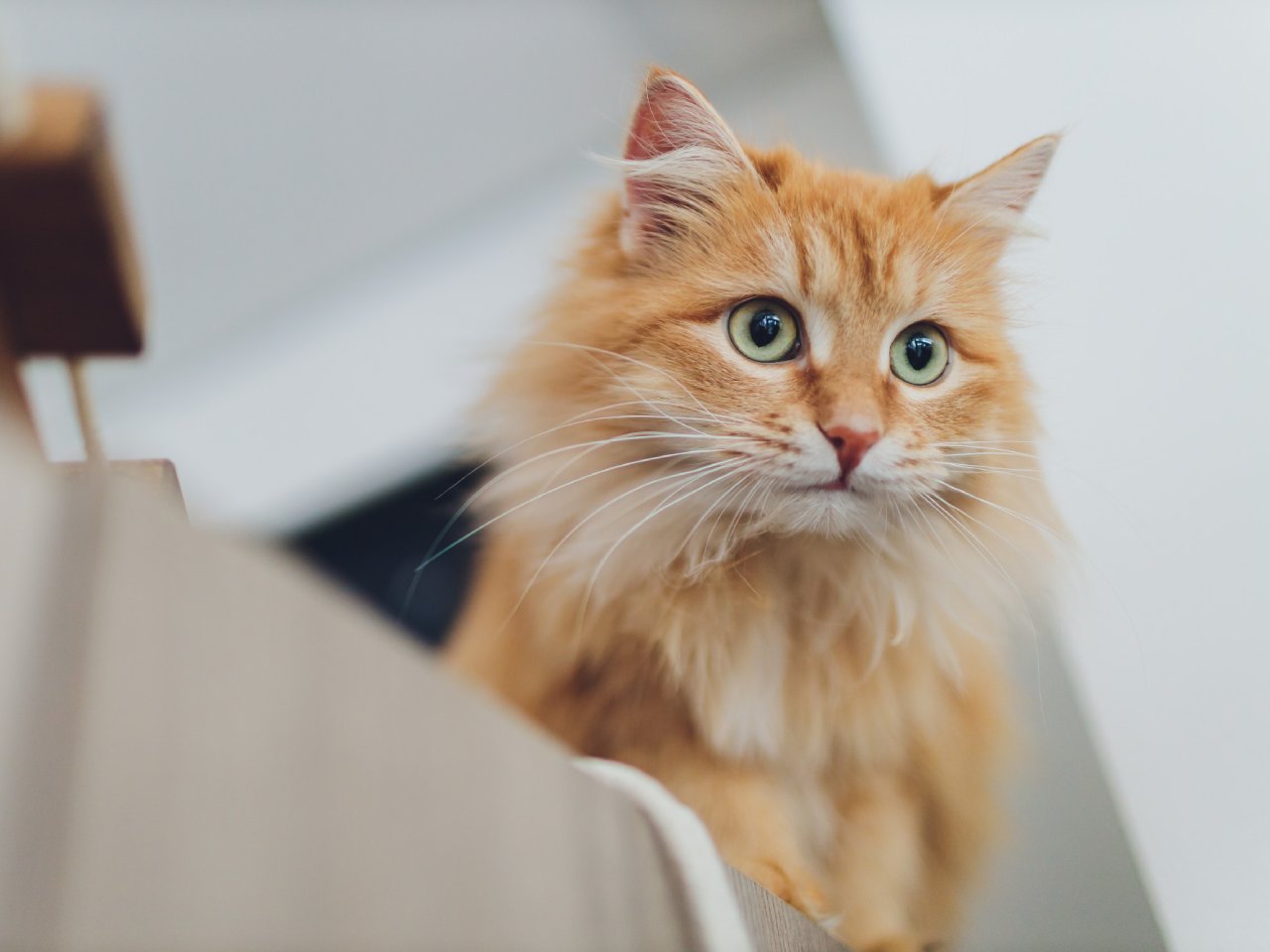 Fluffy orange tabby cat with green eyes looking alert while perched on indoor stairs.<br />
