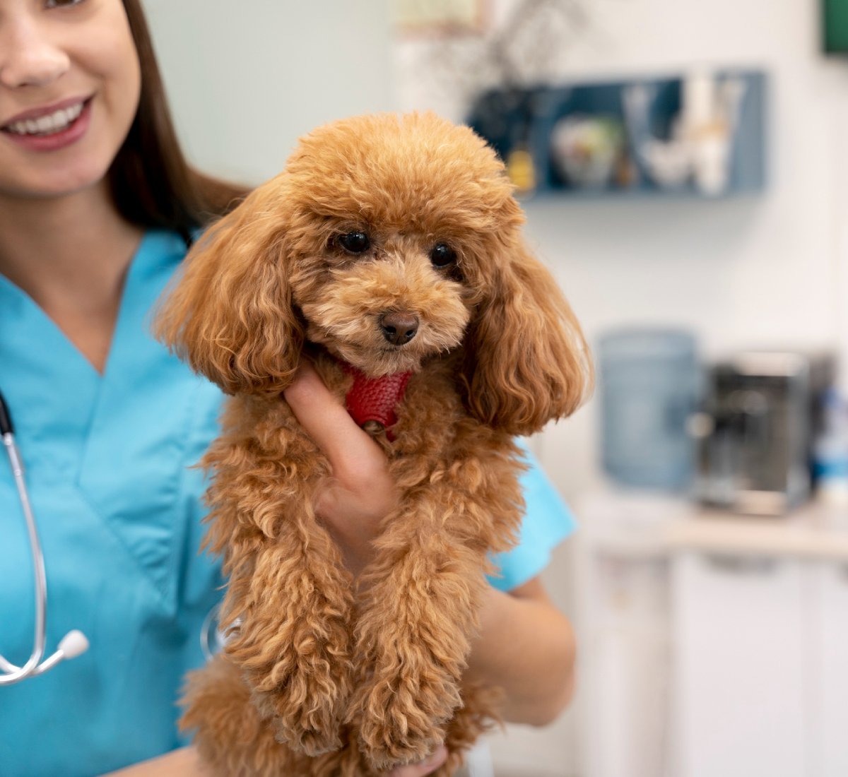 poodle joyfully runs